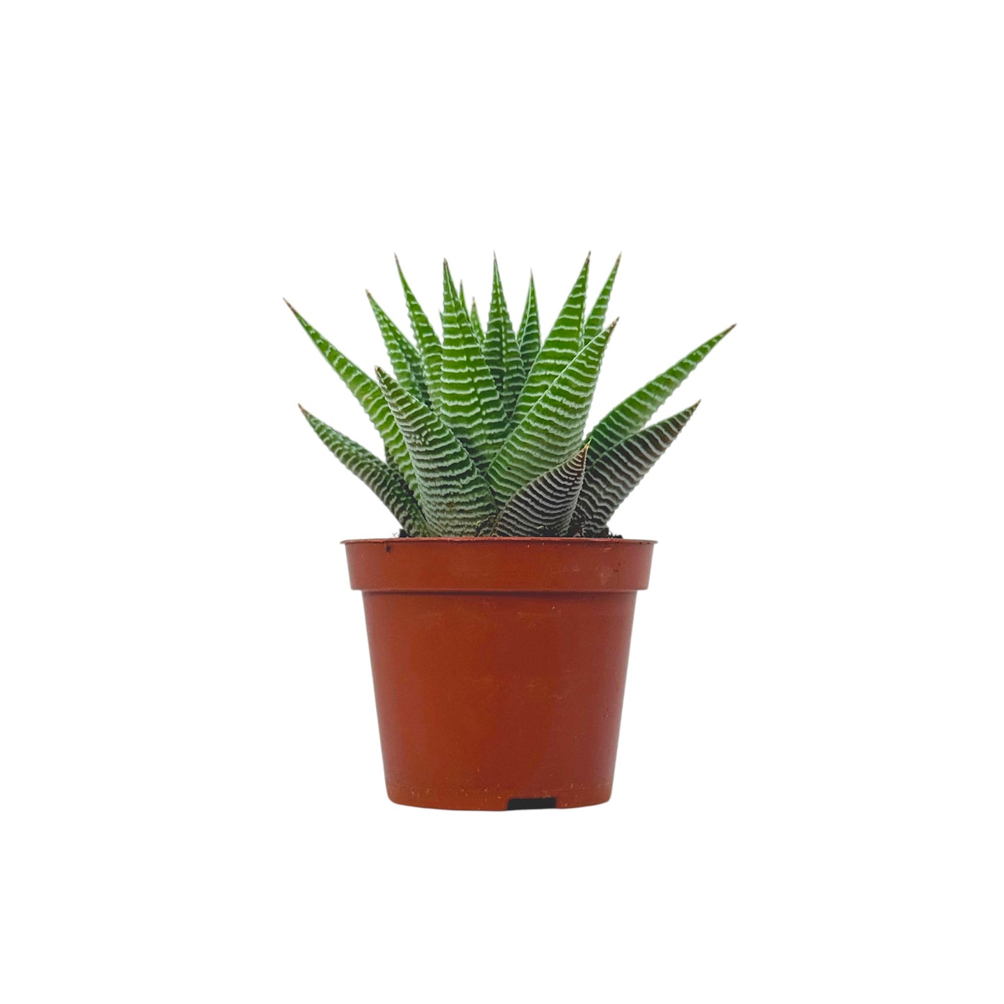 Haworthia Spider White