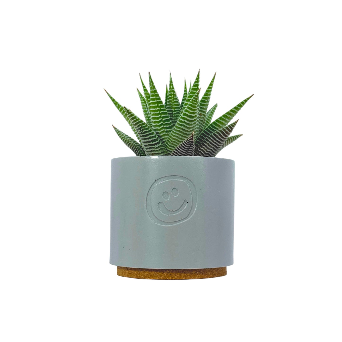Haworthia Spider White