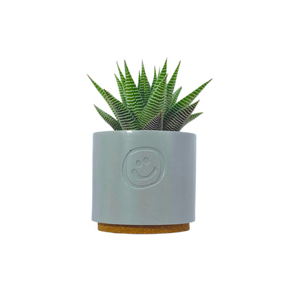 Haworthia Spider White