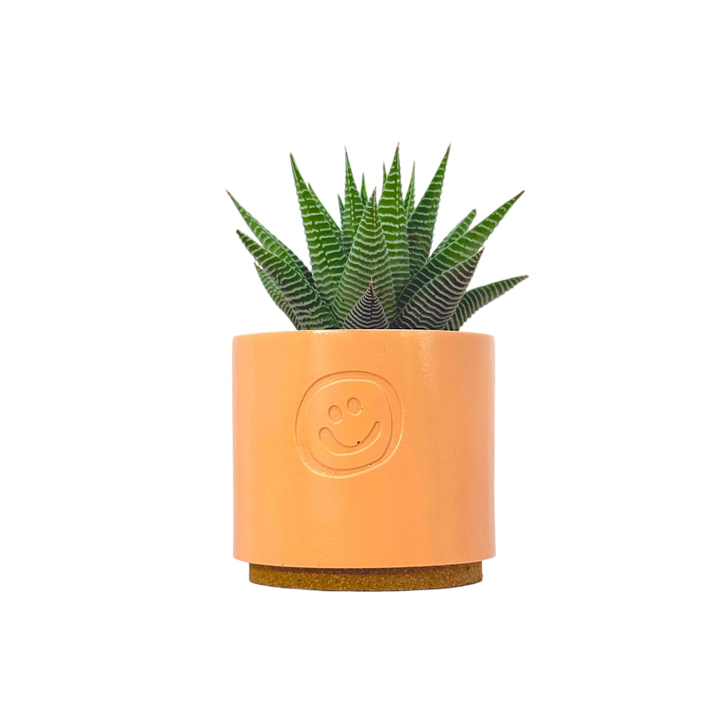 Haworthia Spider White