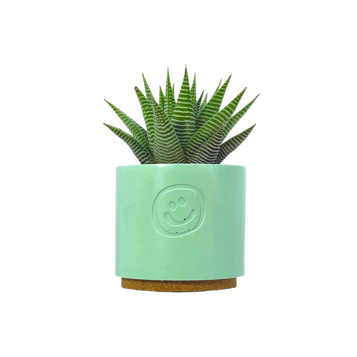 Haworthia Spider White