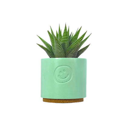 Haworthia Spider White
