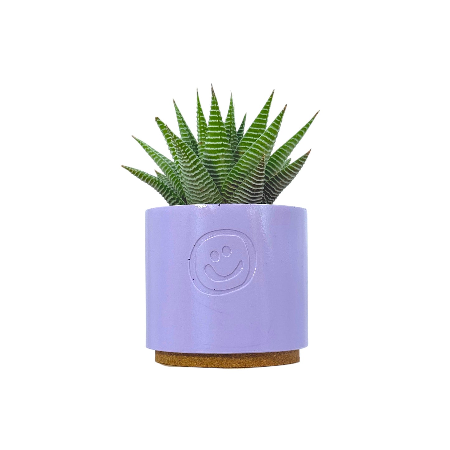 Haworthia Spider White