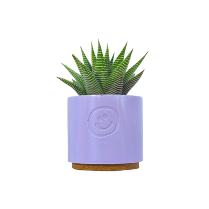 Haworthia Spider White
