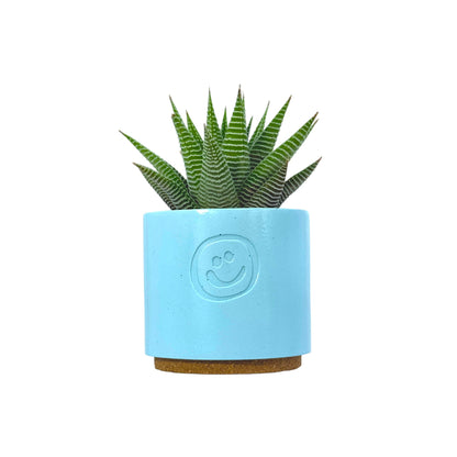 Haworthia Spider White