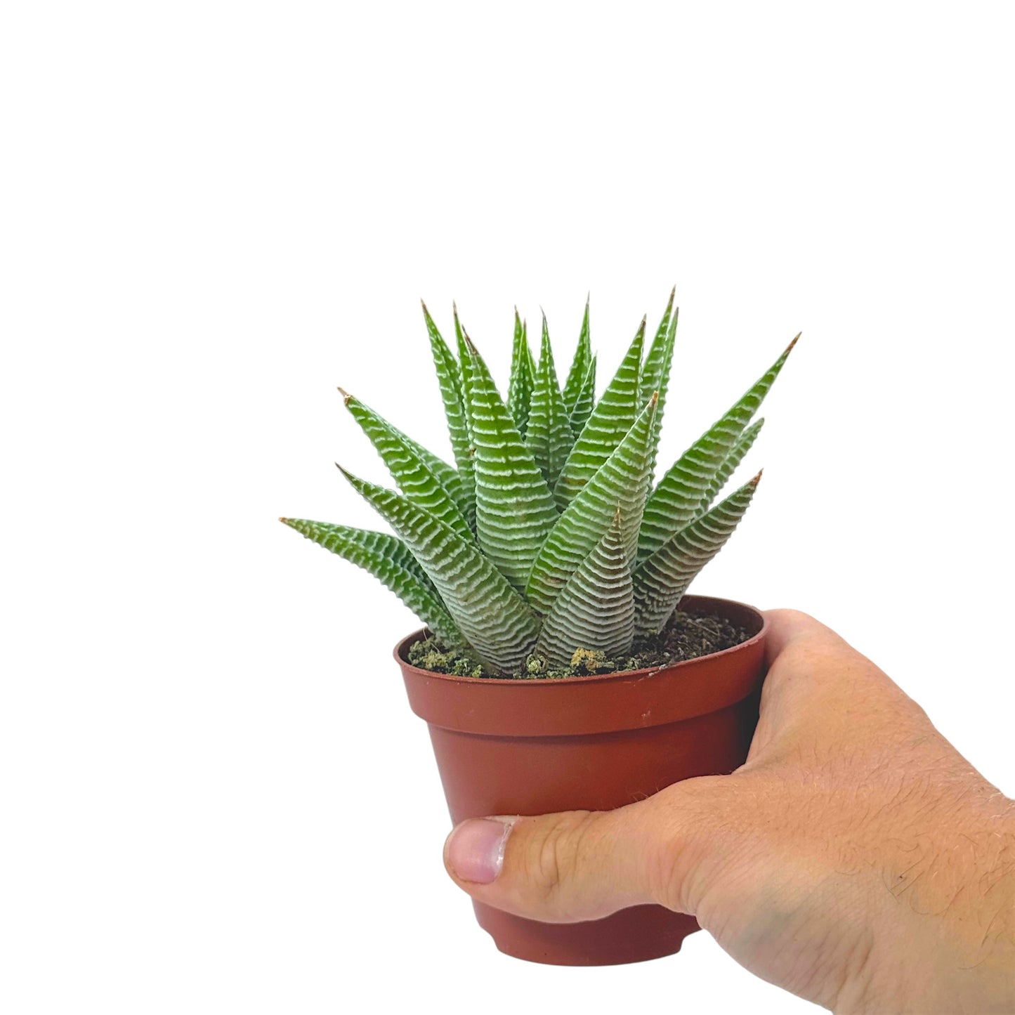 Haworthia Spider White