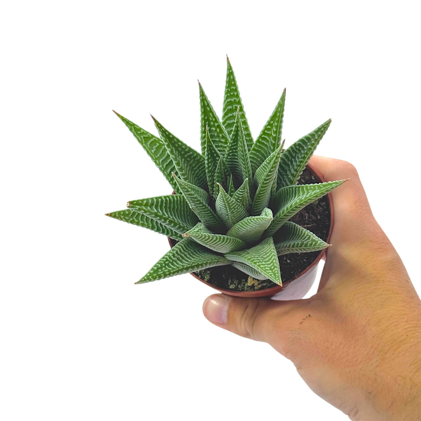 Haworthia Spider White