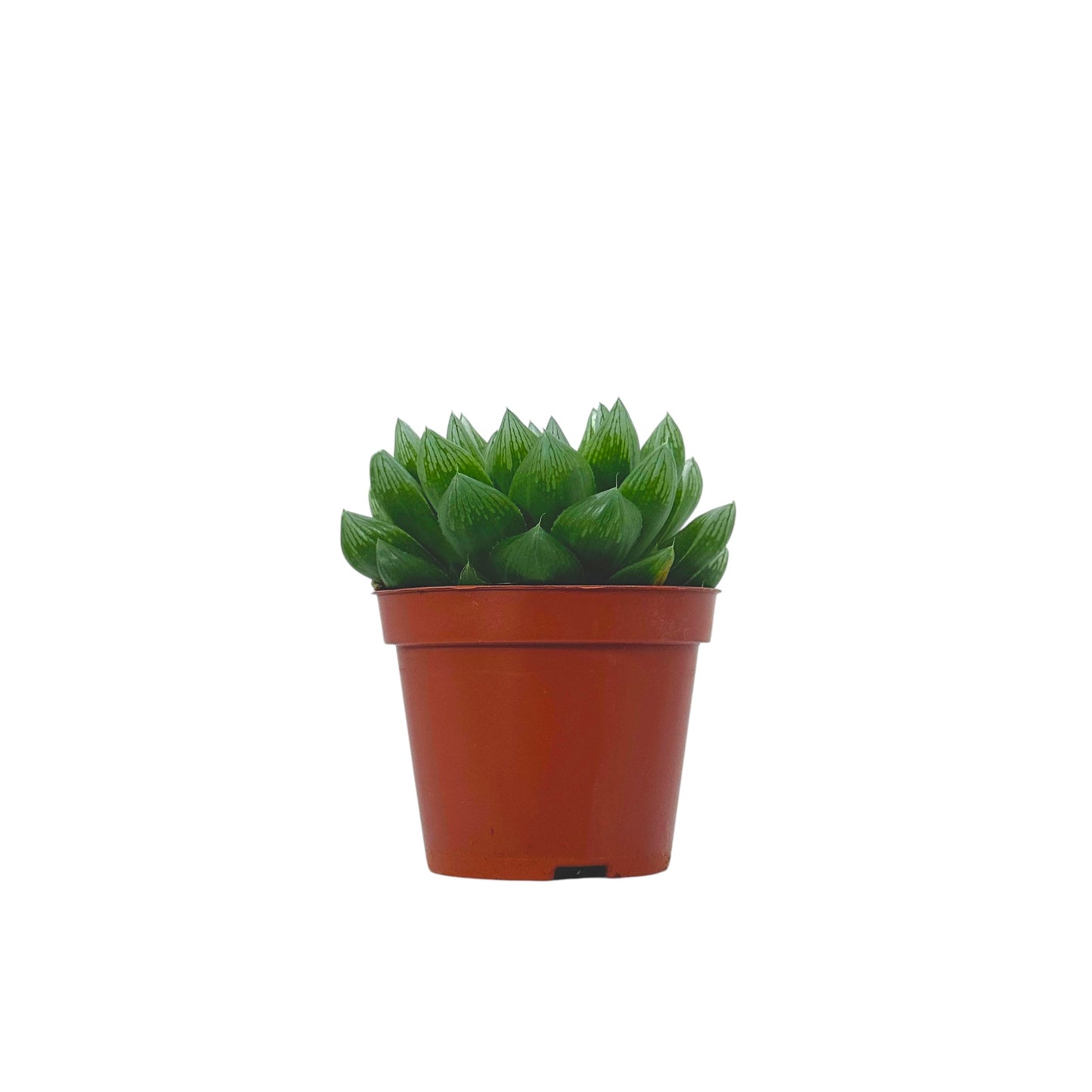 Haworthia cooperi