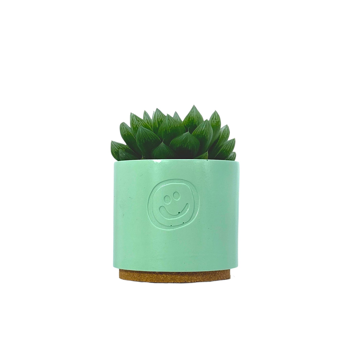 Haworthia cooperi