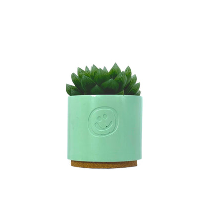 Haworthia cooperi
