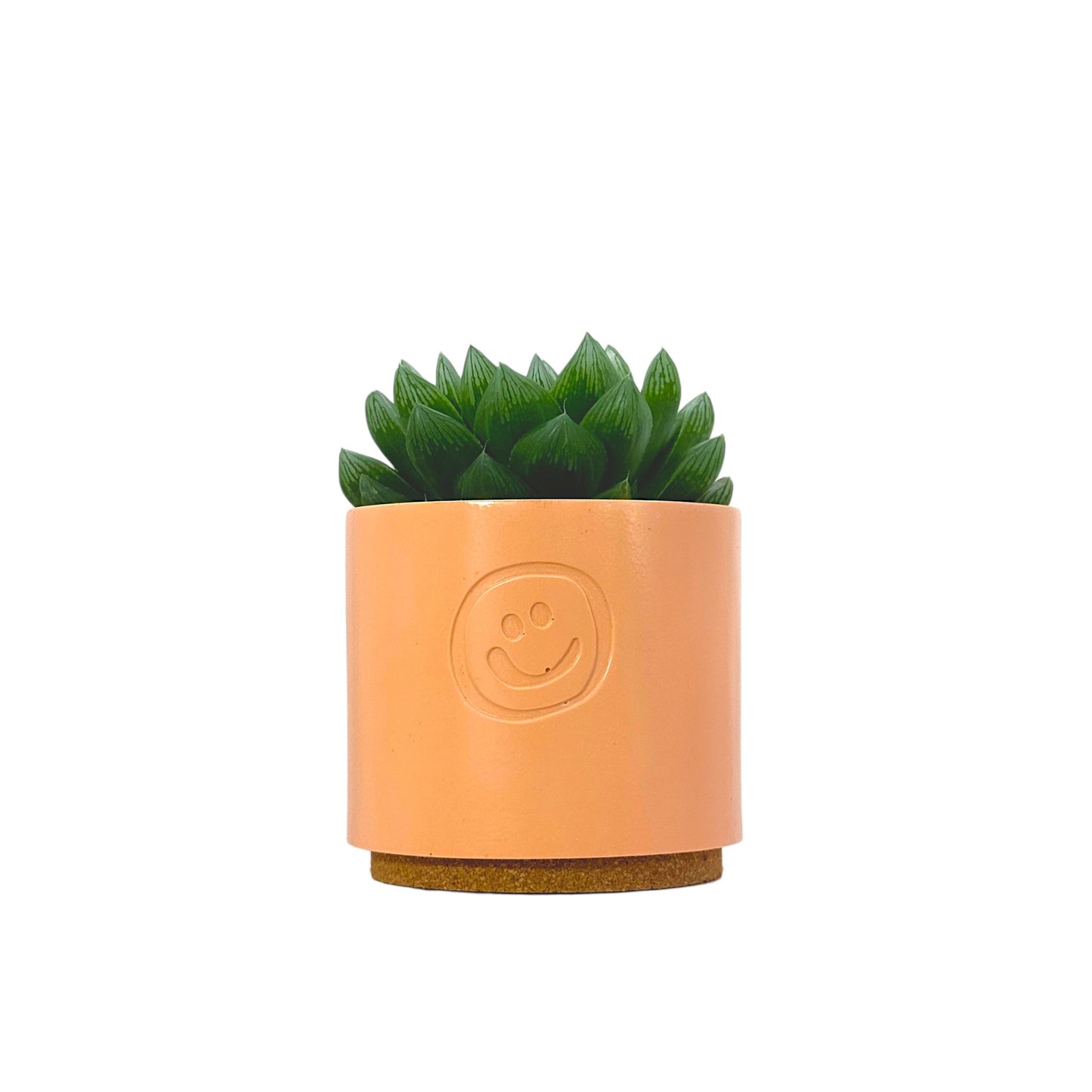 Haworthia cooperi