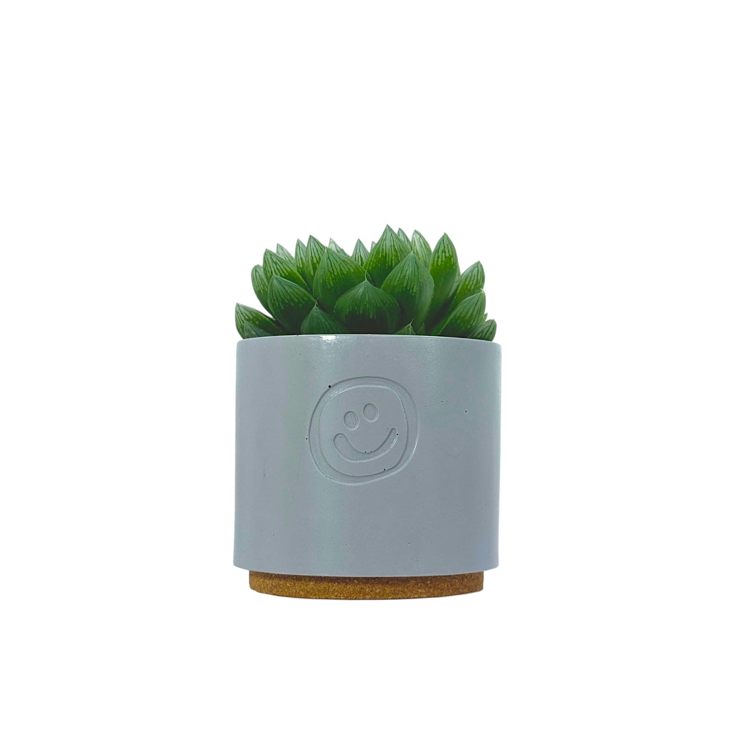 Haworthia cooperi