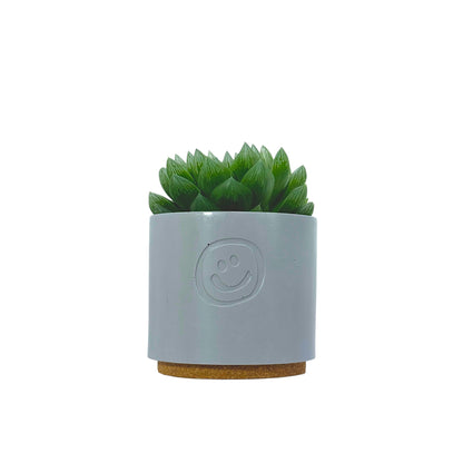 Haworthia cooperi