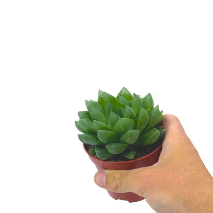 Haworthia cooperi