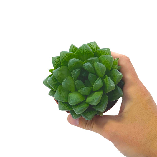 Haworthia cooperi