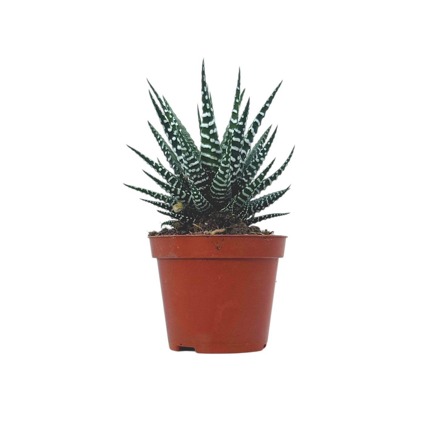 Haworthia Zebra