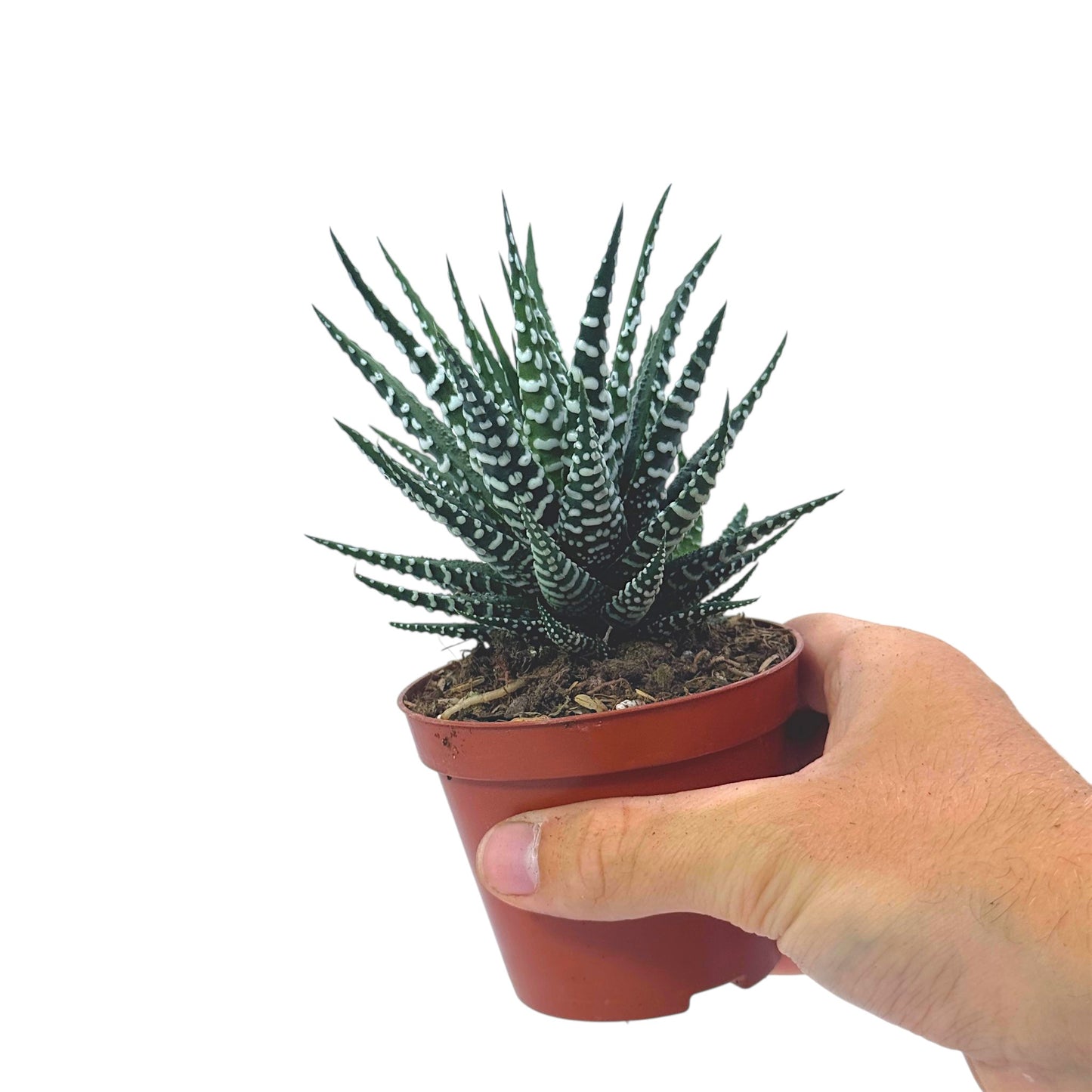 Haworthia Zebra