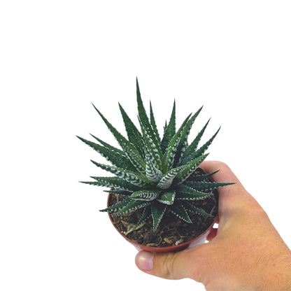 Haworthia Zebra