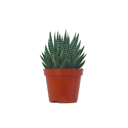Haworthia Royal Albert