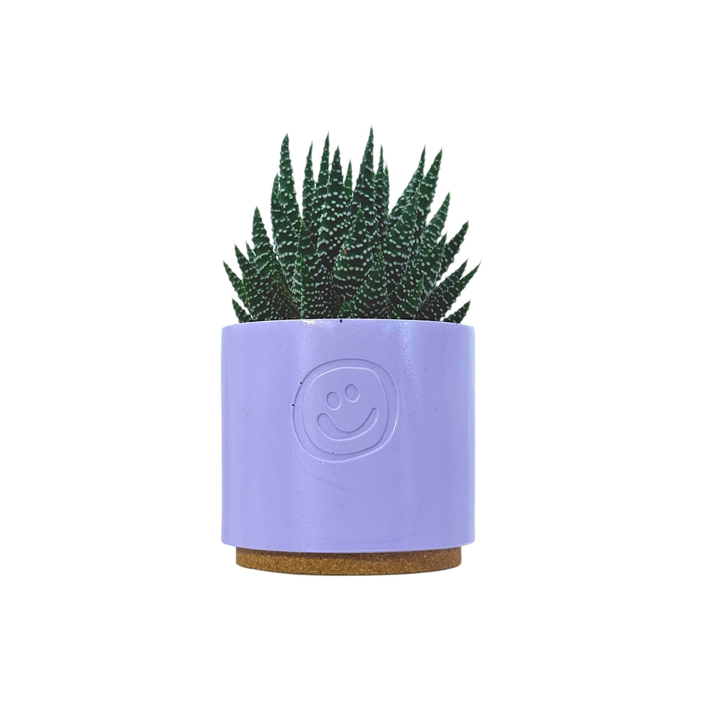 Haworthia Royal Albert
