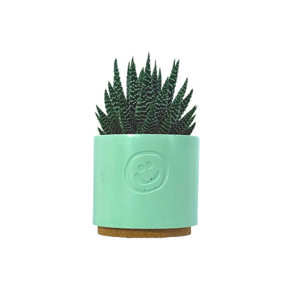 Haworthia Royal Albert