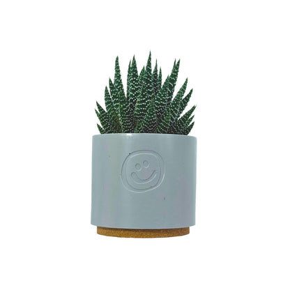 Haworthia Royal Albert