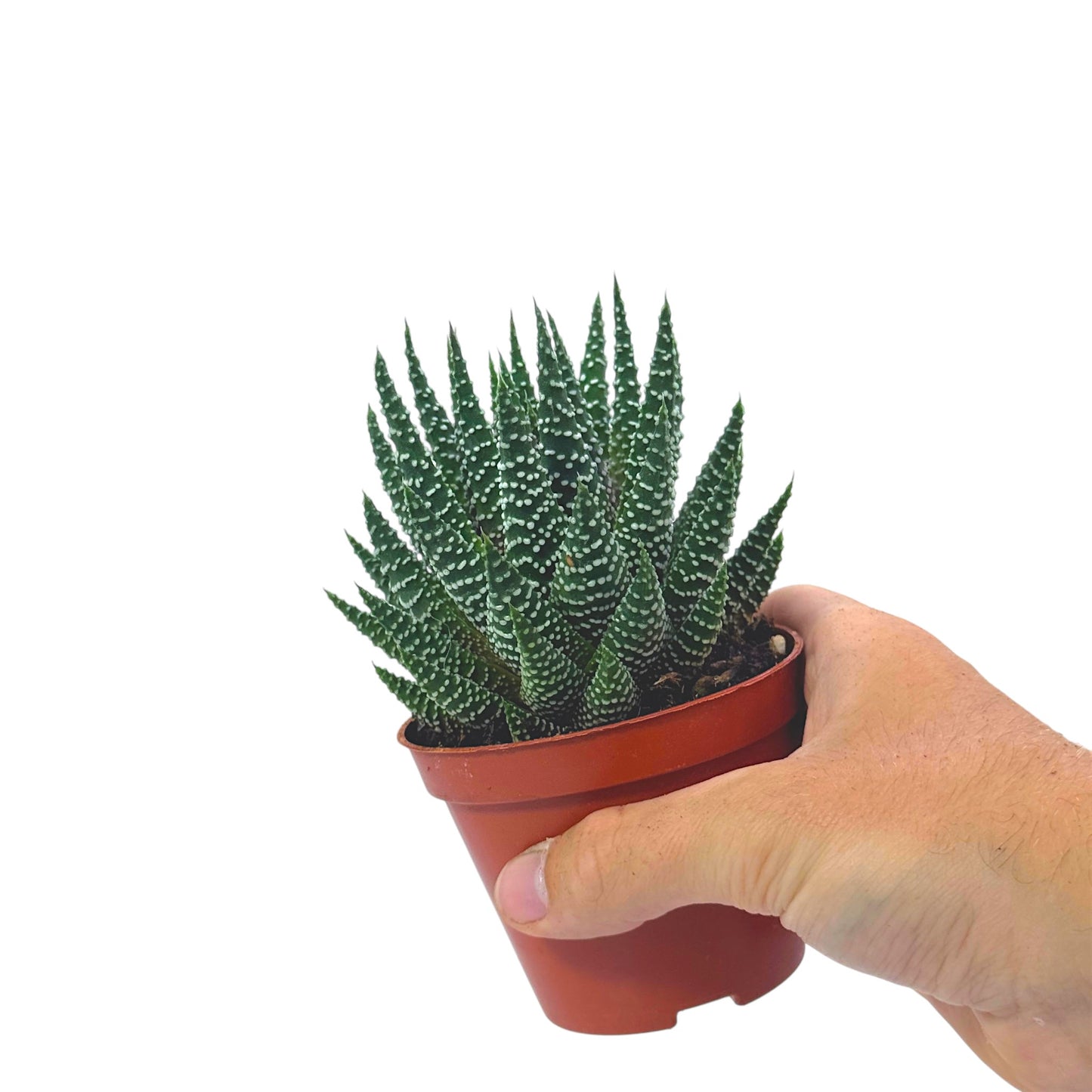 Haworthia Royal Albert