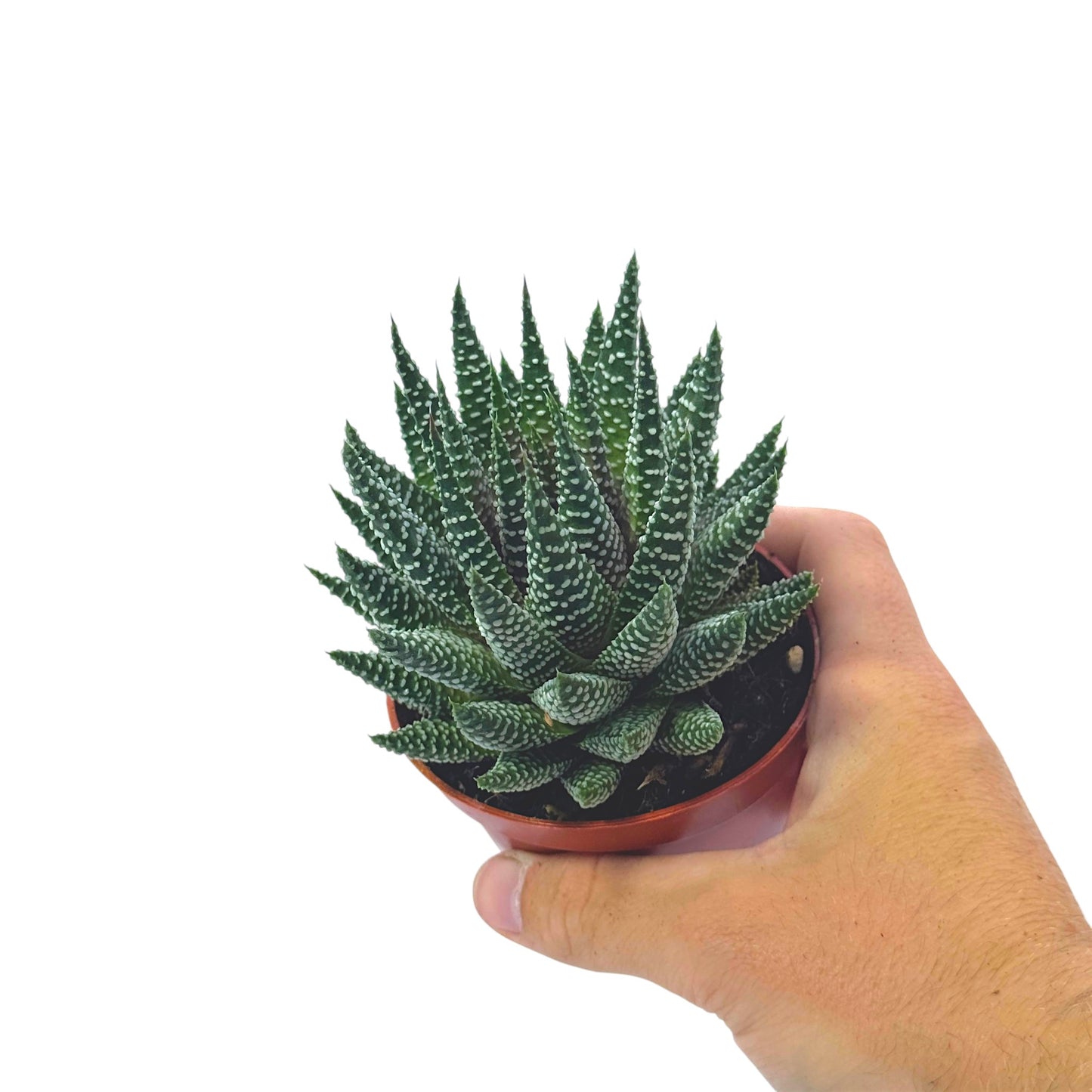 Haworthia Royal Albert